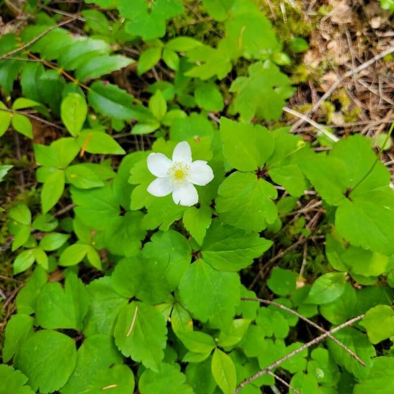 Fünfblättrige Anemone 9