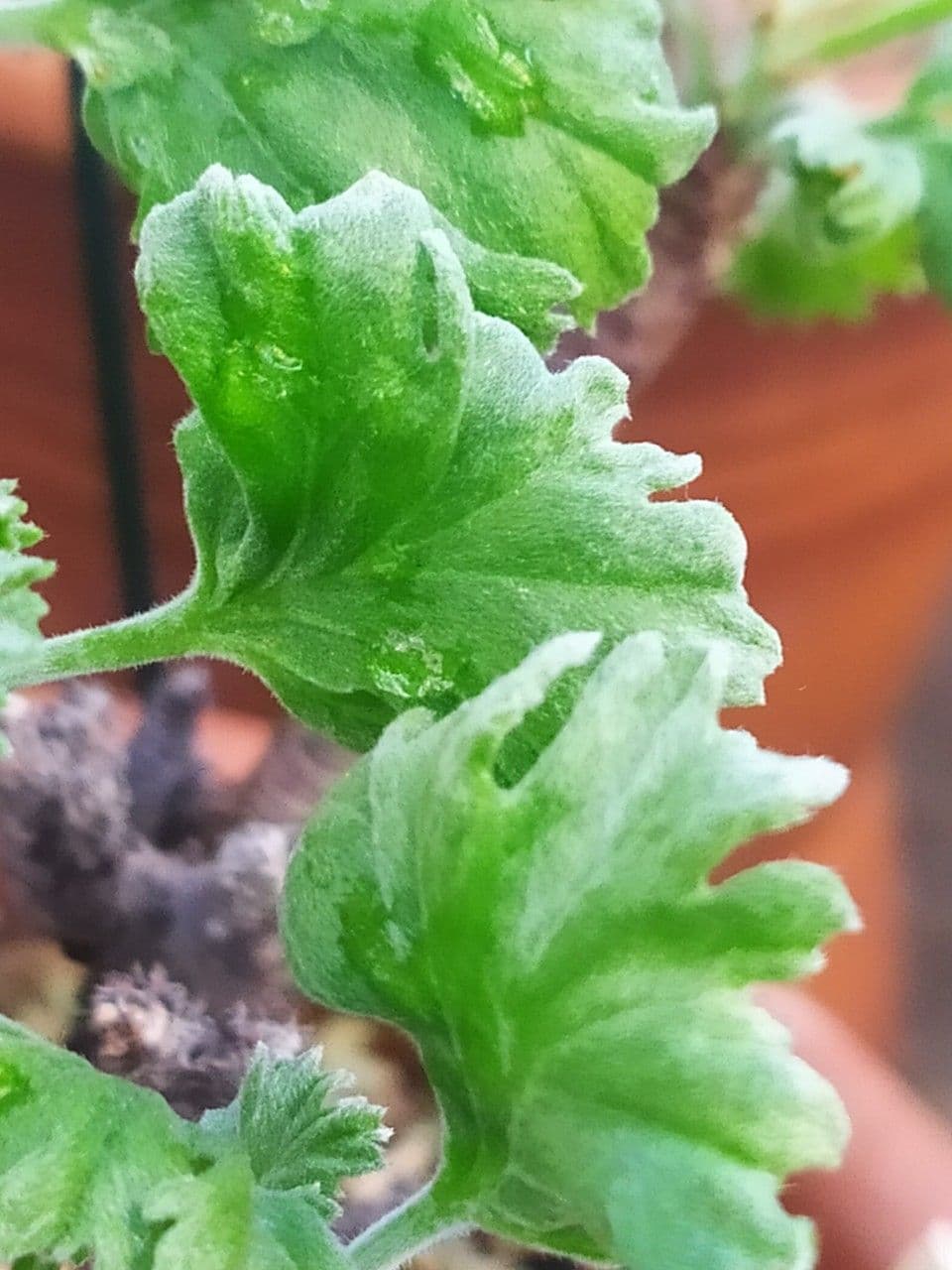 Geranium 5