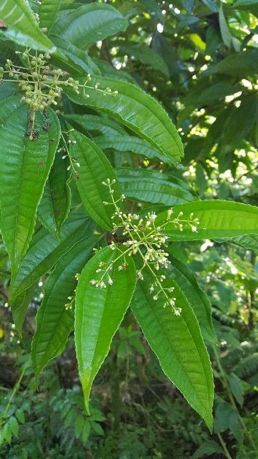 Miconia prasina 12