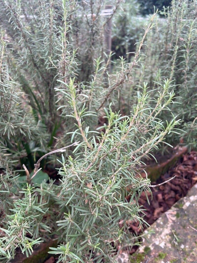 Romarin 4