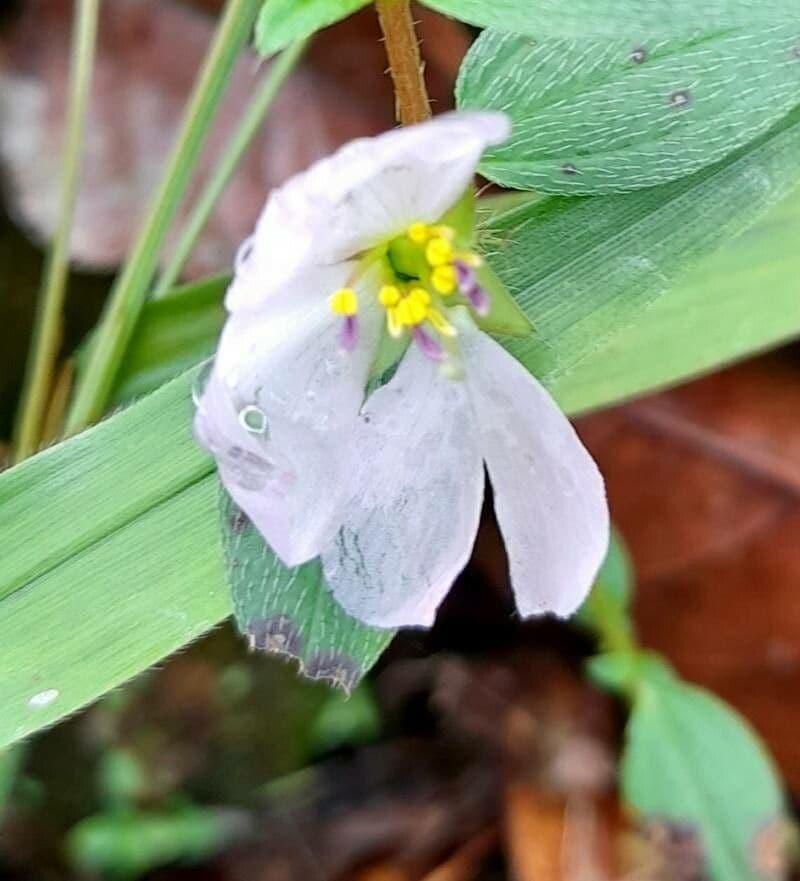 Falsa prateria 6
