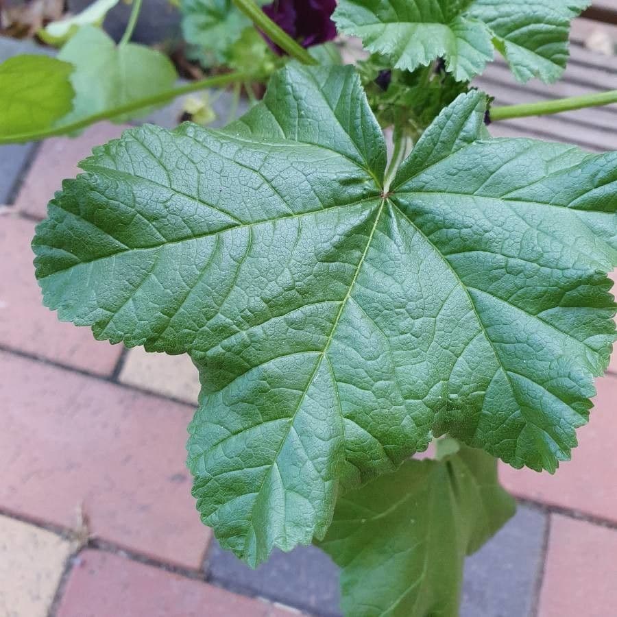 Malva verticillata 18