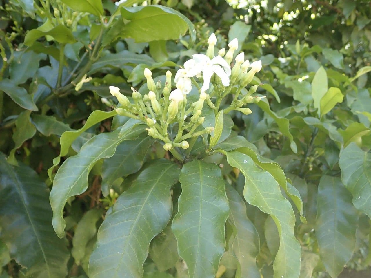 Tabernaemontana 21