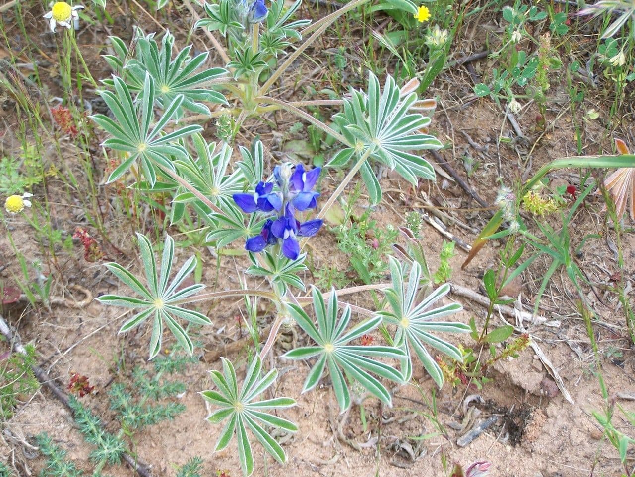 Lupino peloso 13