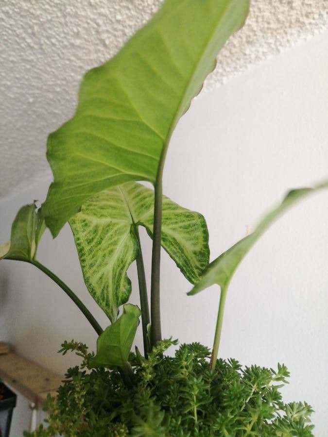 Syngonium 17