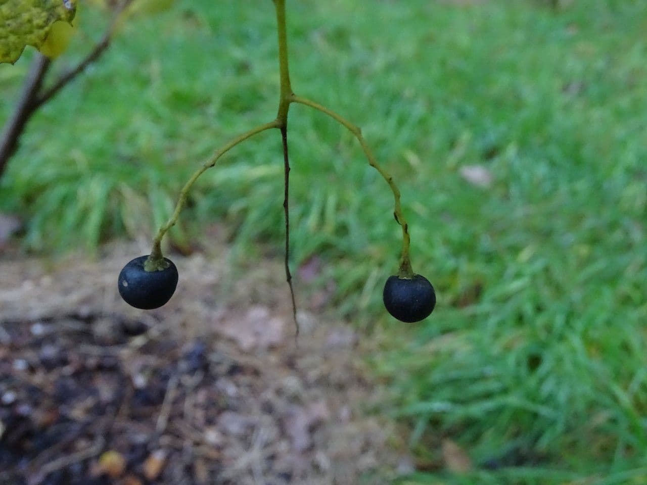 Meliosma