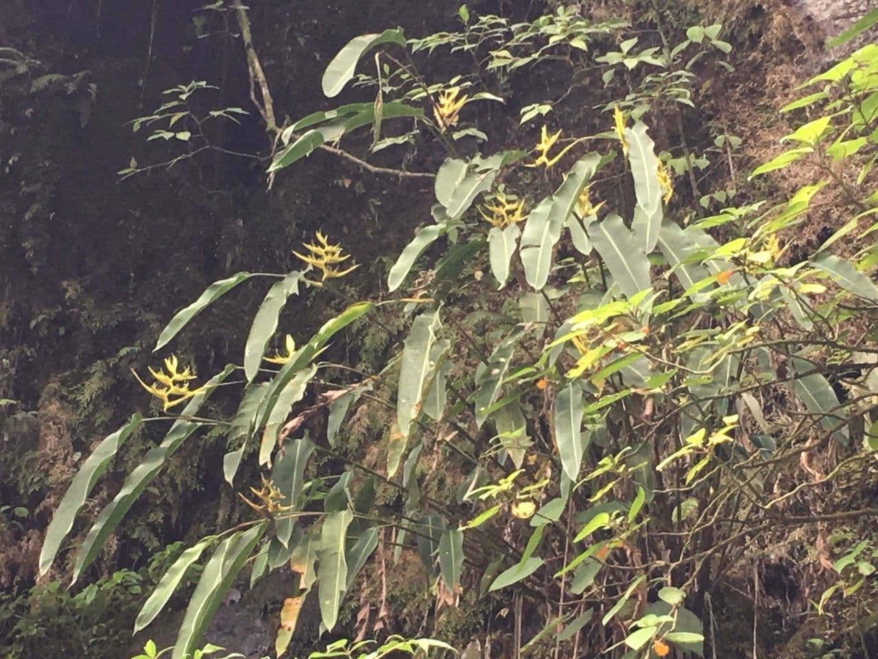 Heliconia pendente