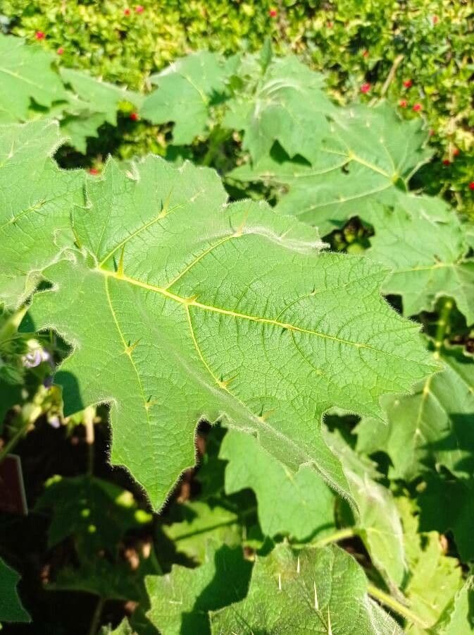 Solanum mammosum 14