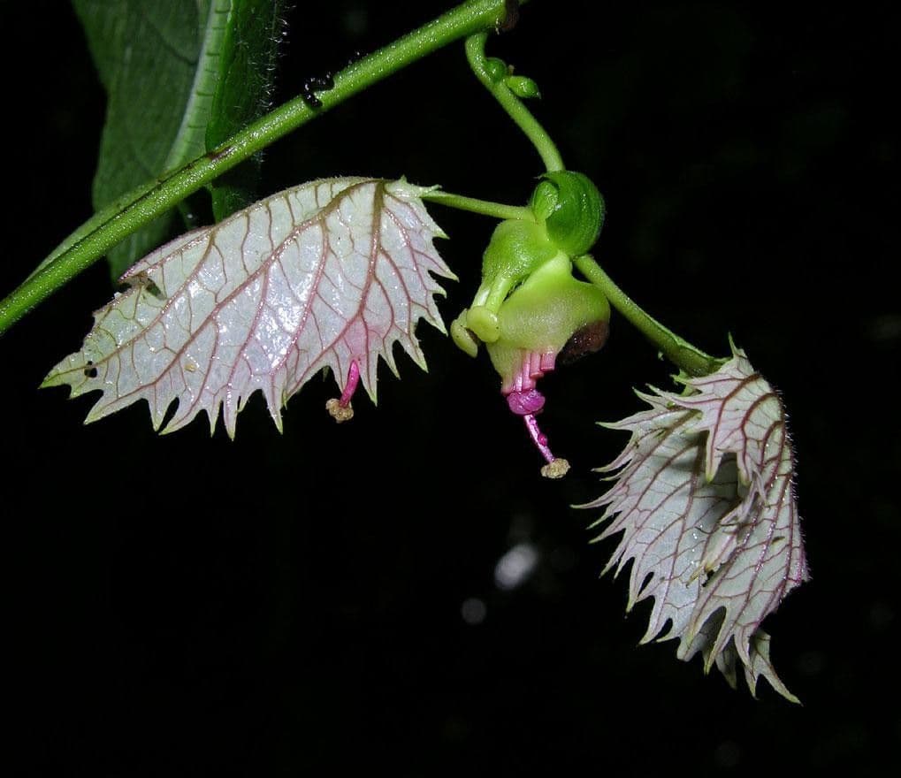 Dalechampia dioscoreifolia 7