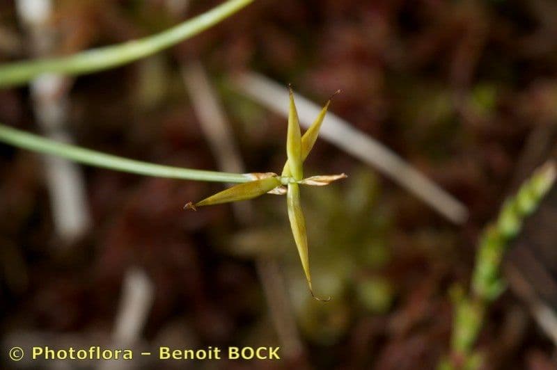 Carice pauciflora 25
