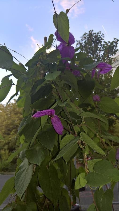 Dalechampia dioscoreifolia 5