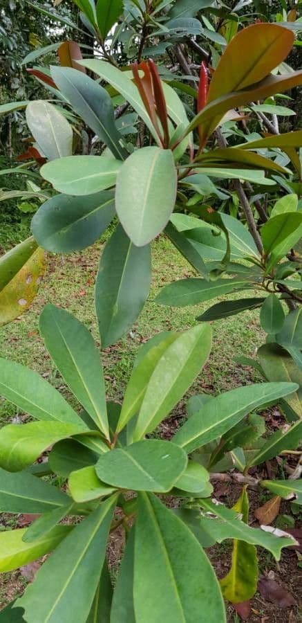 Guayanischer Norantea 13