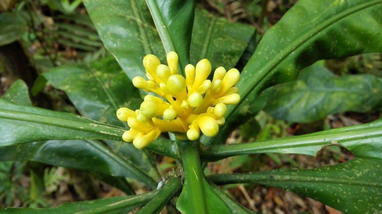 Potalia turbinata 6