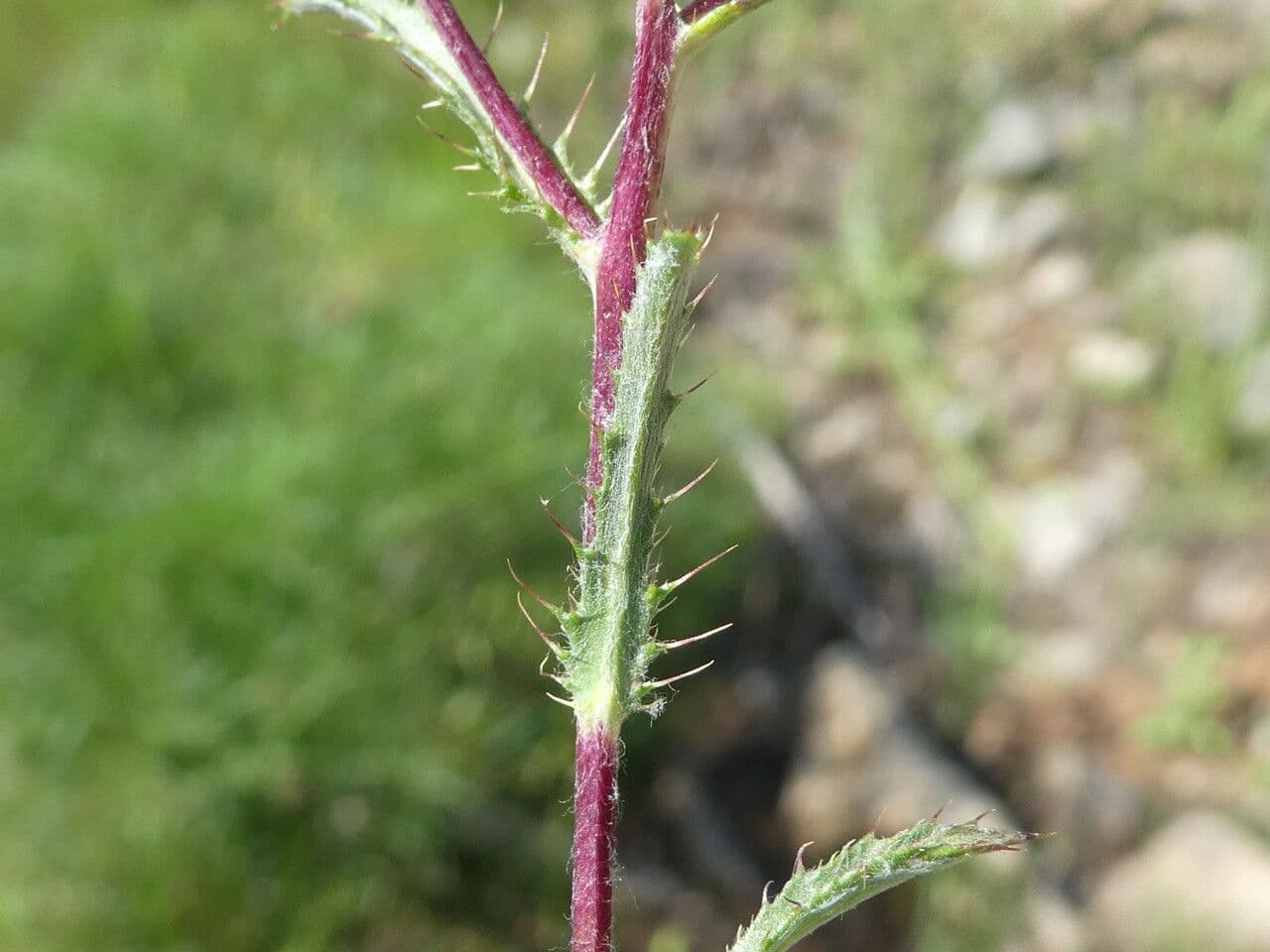 Atraktylis 16