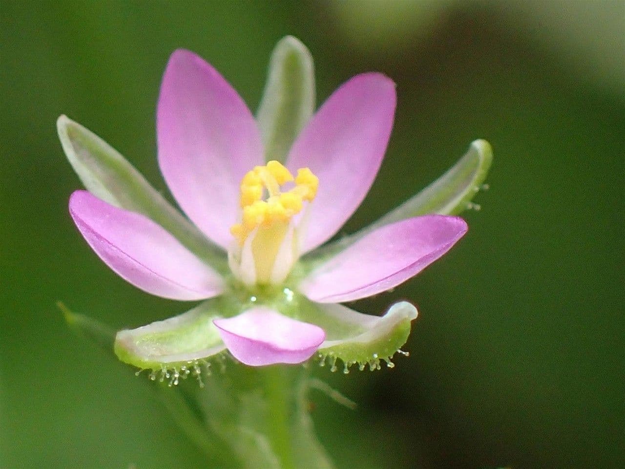 Spergularia comune 7