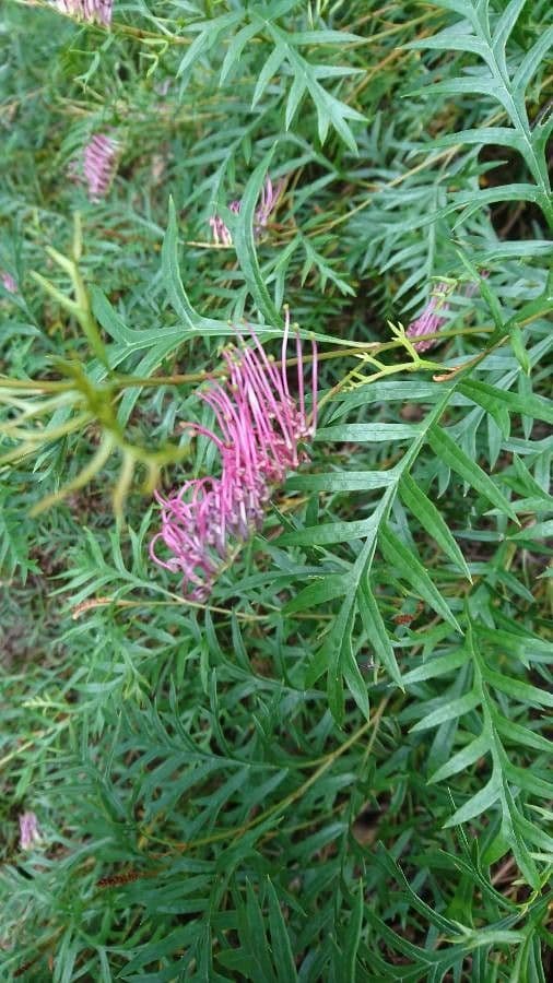 Dornblatt-Grevillea 2
