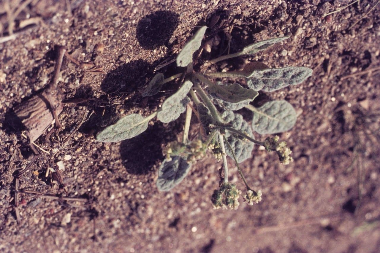 Thurbers Buckwheat