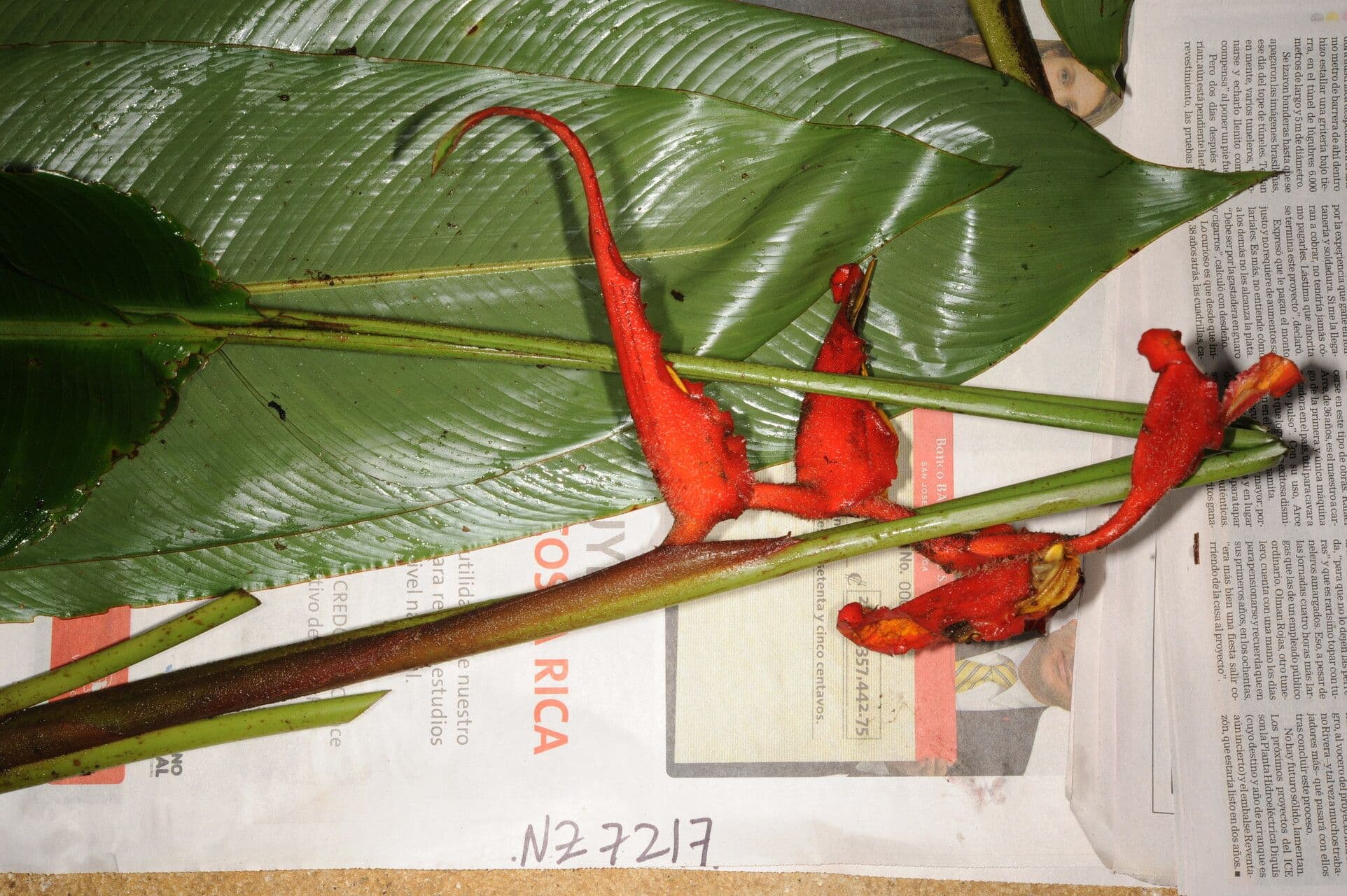 Plantain selvatico 3