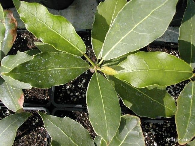Acropogon macrocarpo 9