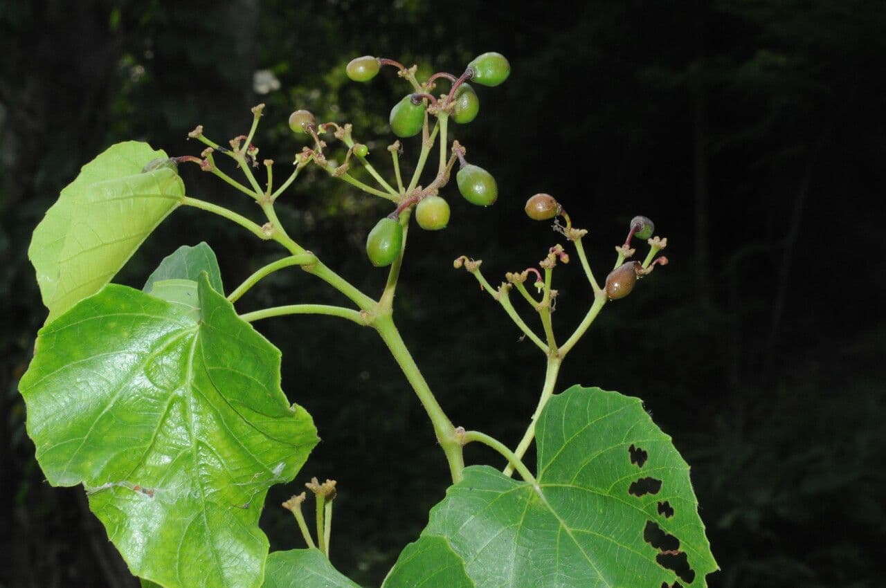 Cissus