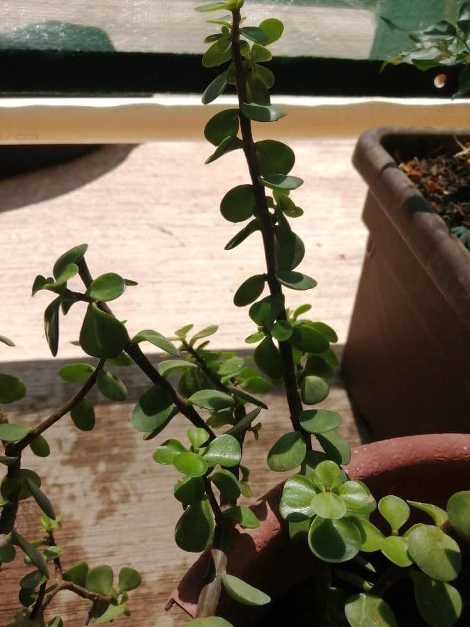 Portulacaria afra 22