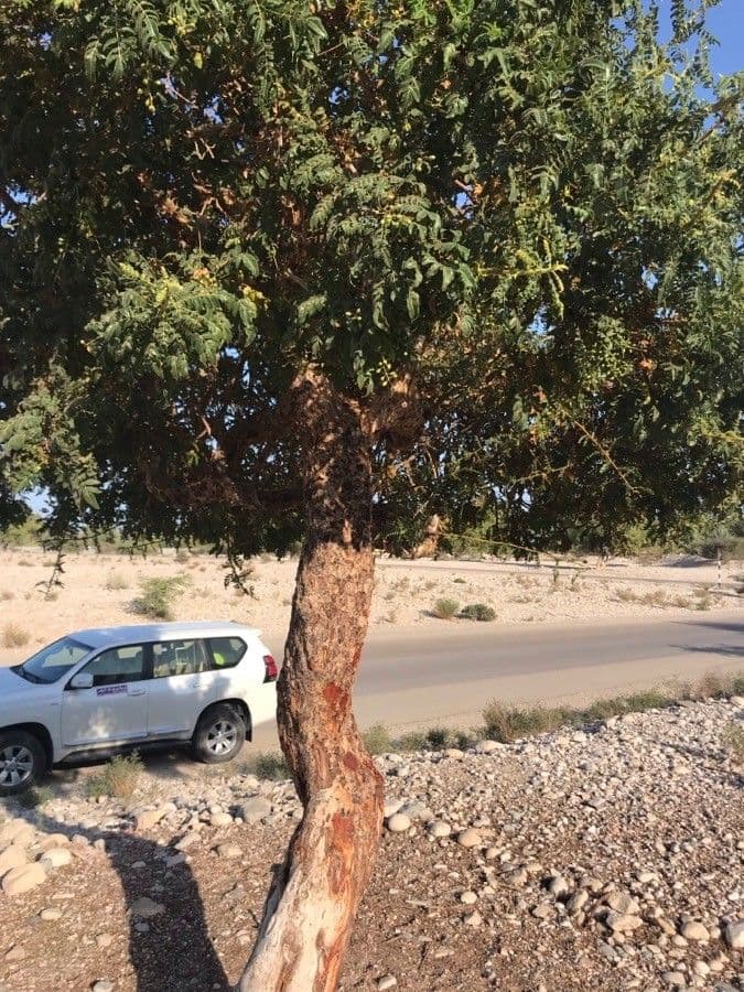Echter Weihrauchbaum 6