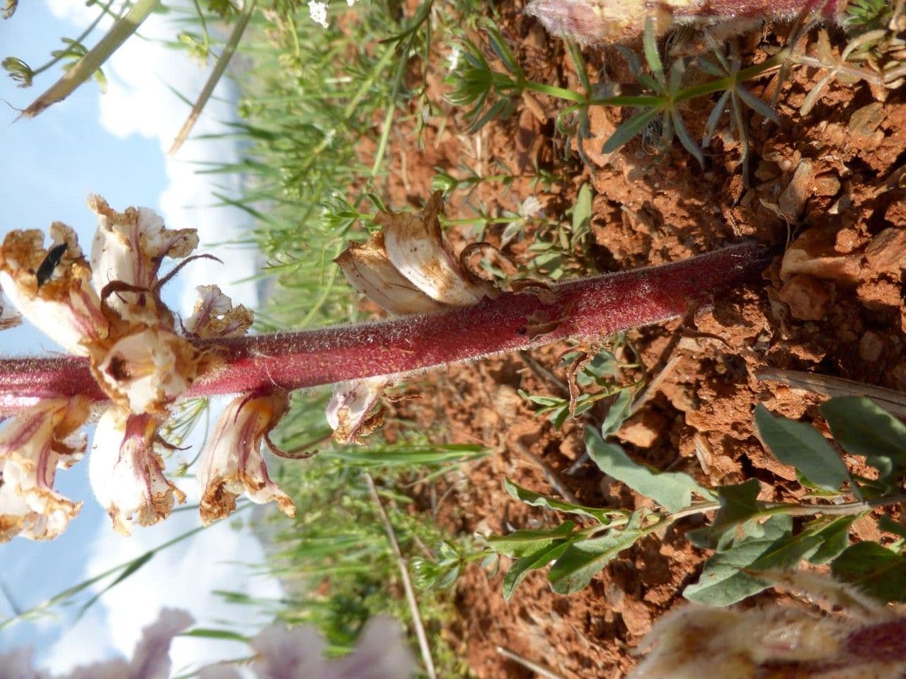 Corbiculada 10