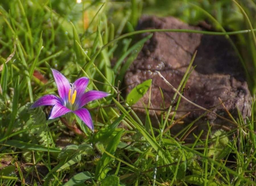Romulea 7