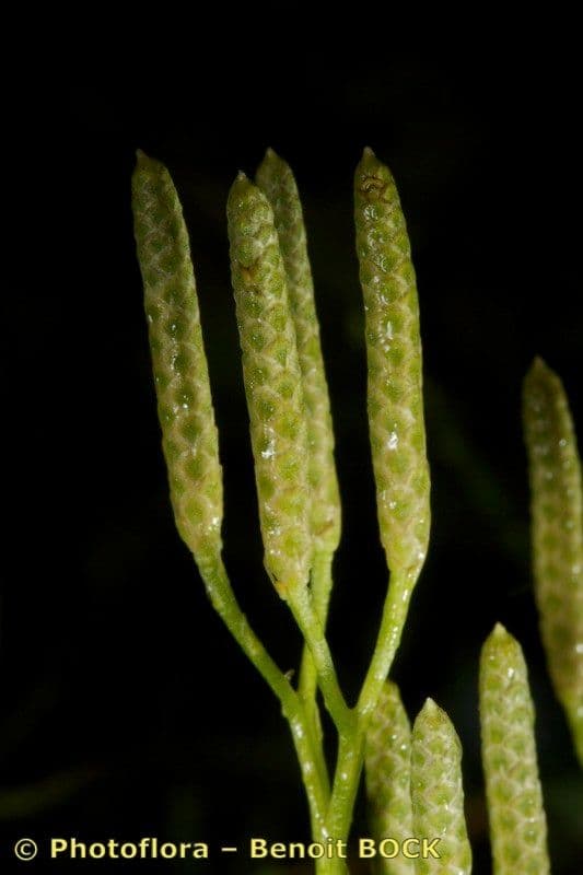 Lycopode aplati 13