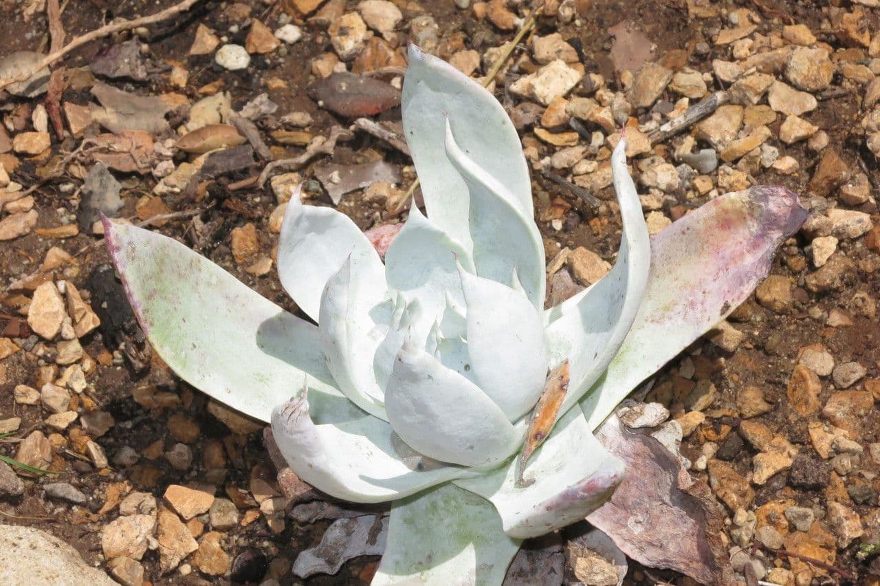 Dudleya Brittonova 2
