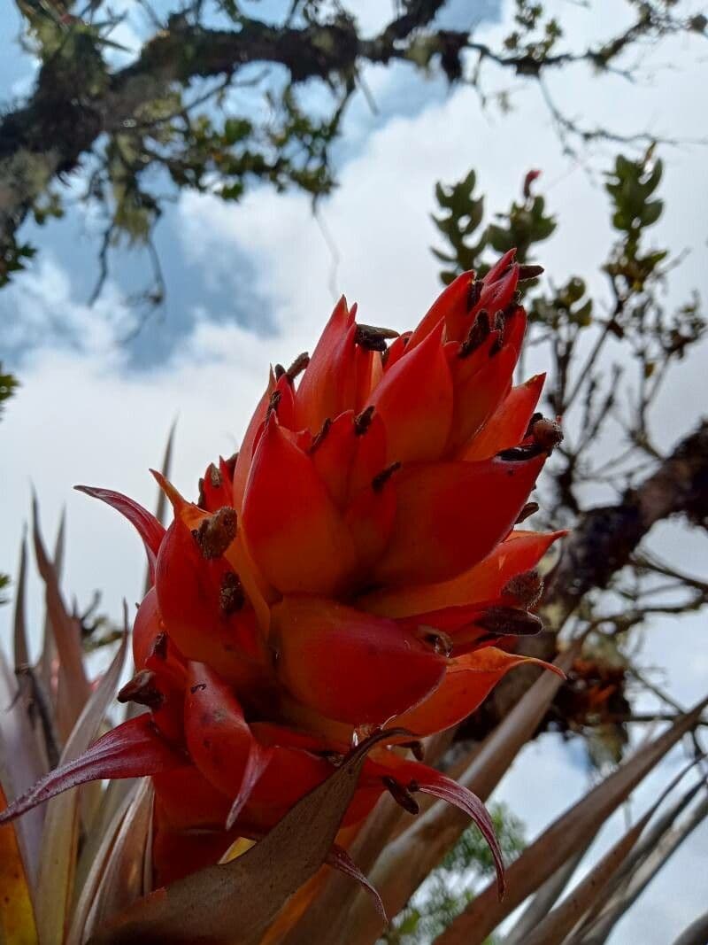 Tillandsia 2