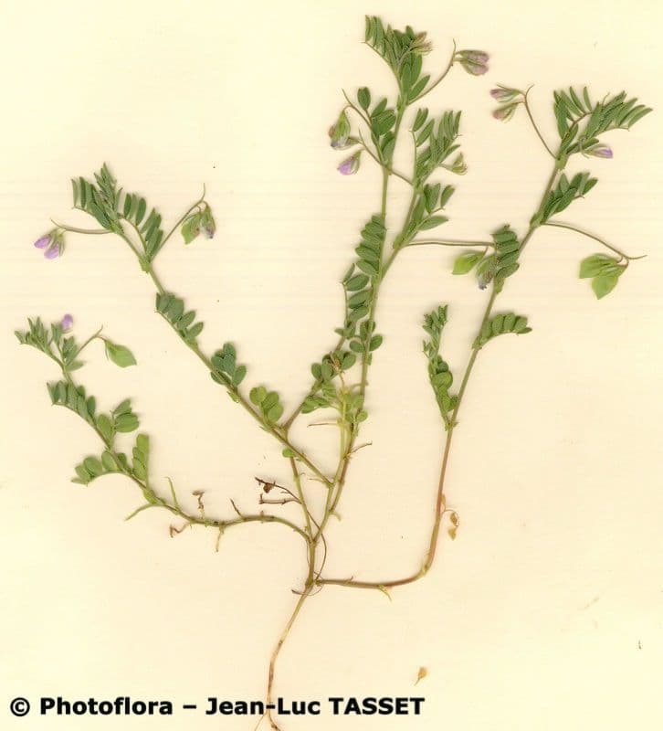 Vesce lenticulaire 11