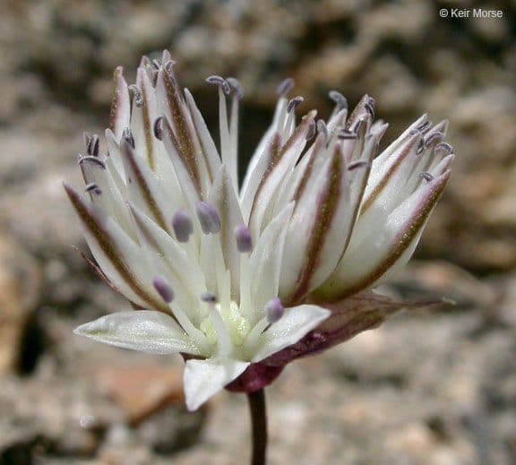 Aglio 5