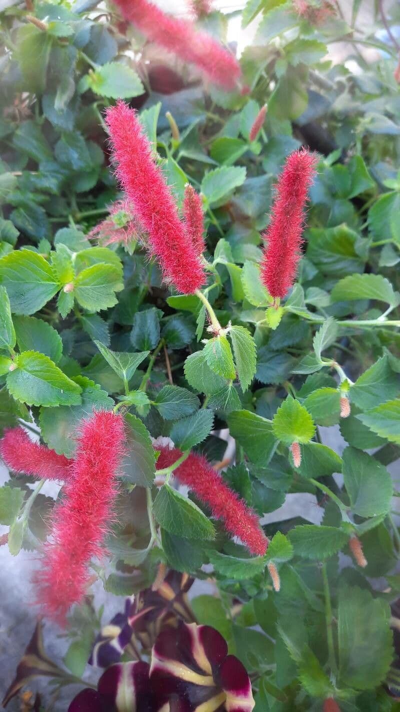 Acalypha