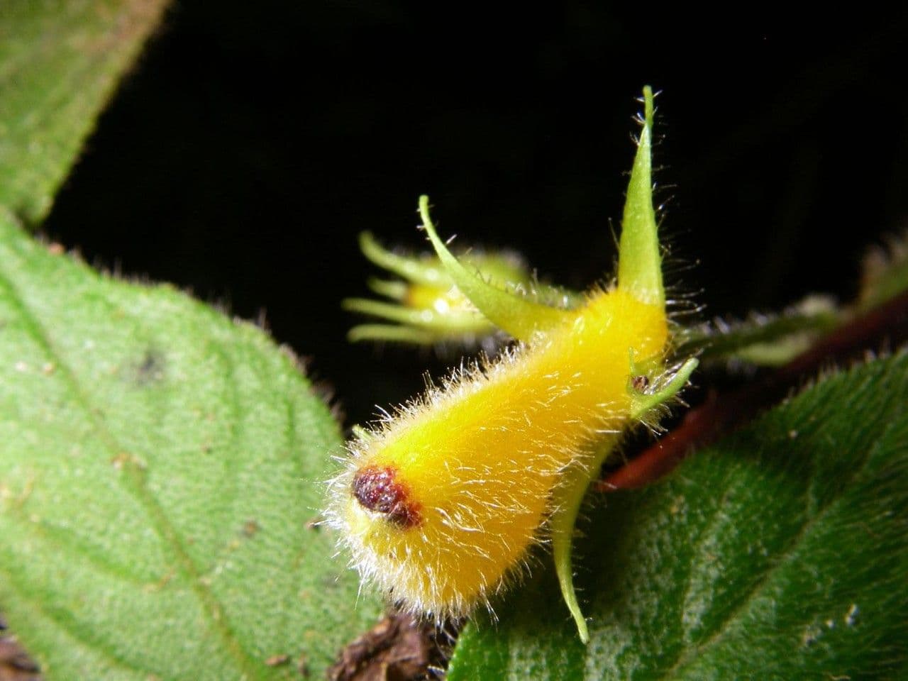 Besleria 2