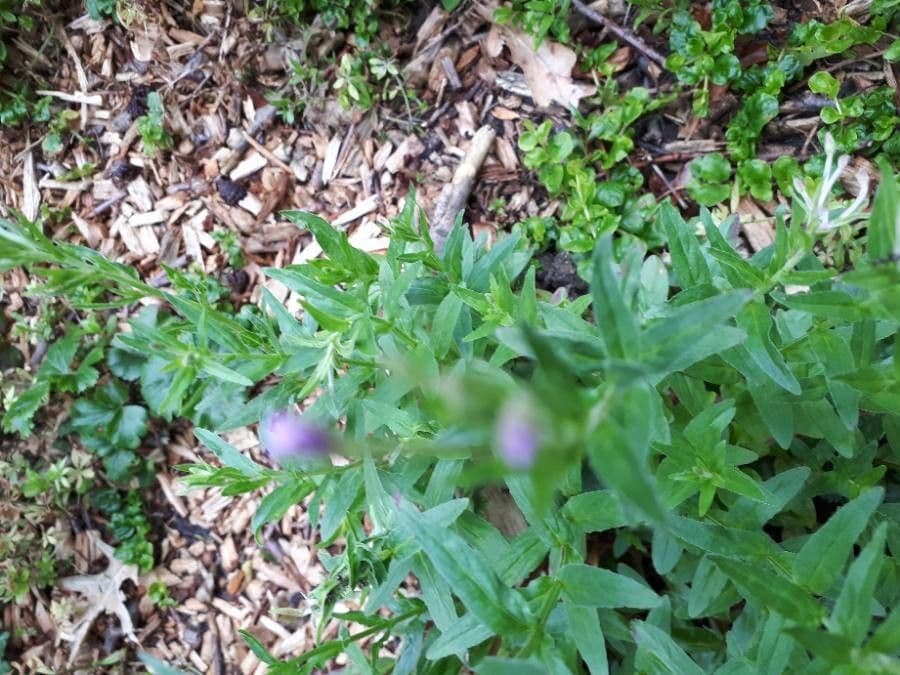 Mimulus ringens 12