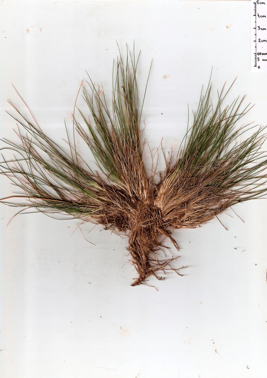 Agrostis curtisii 8