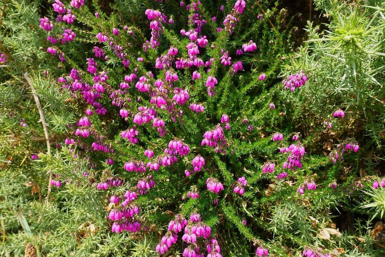 Graue Heide 11