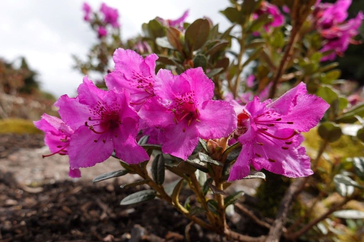 Rododendro del Salween 3