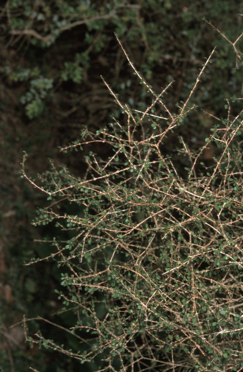 Coprosma
