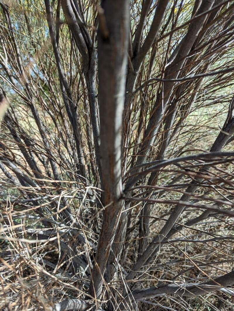 Acacia 4