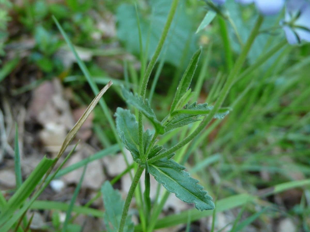 Veronica orsiniana 17
