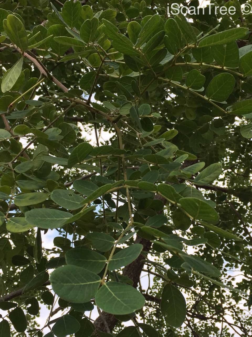 Albizia 14