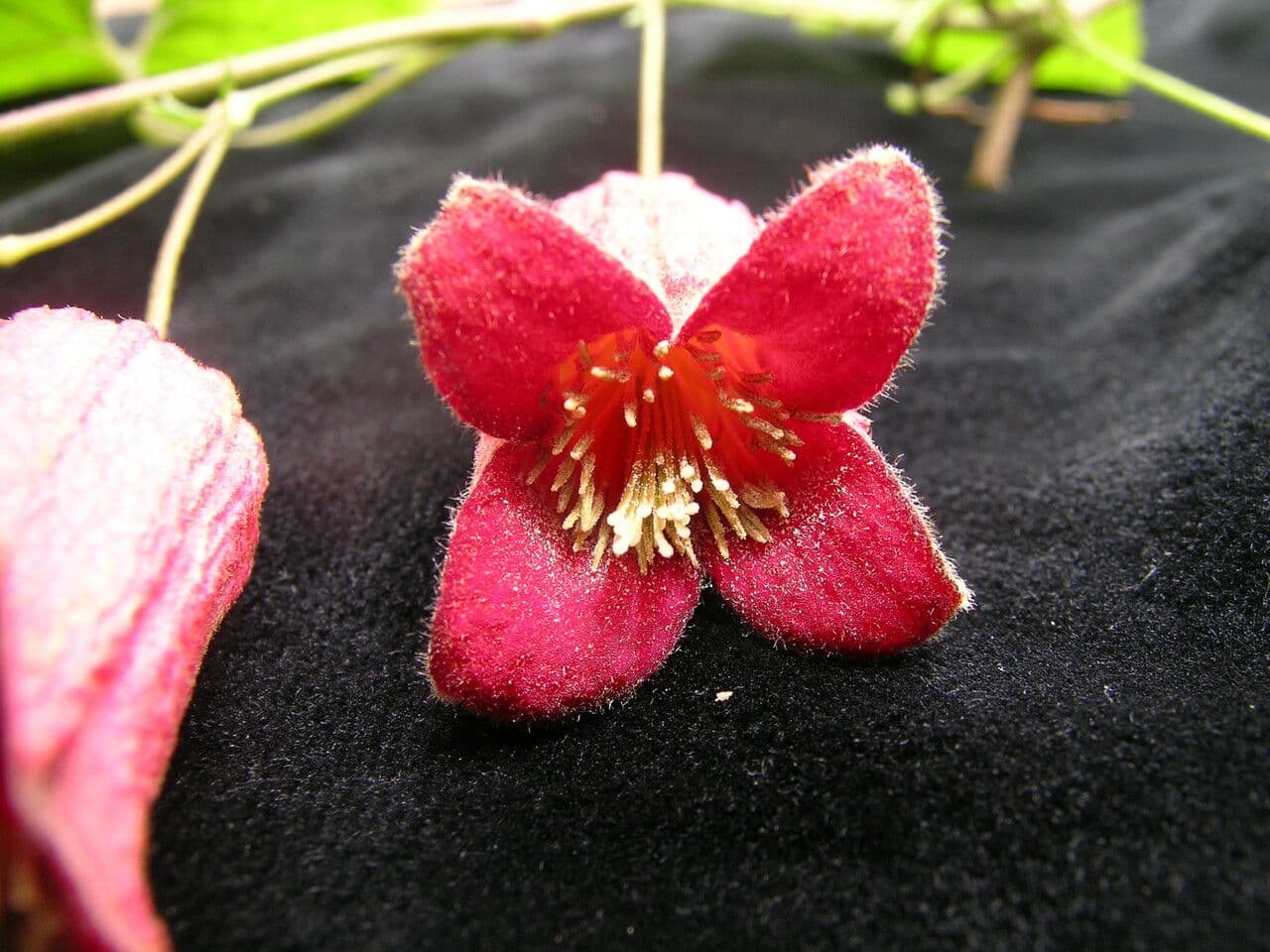 Clematis 10