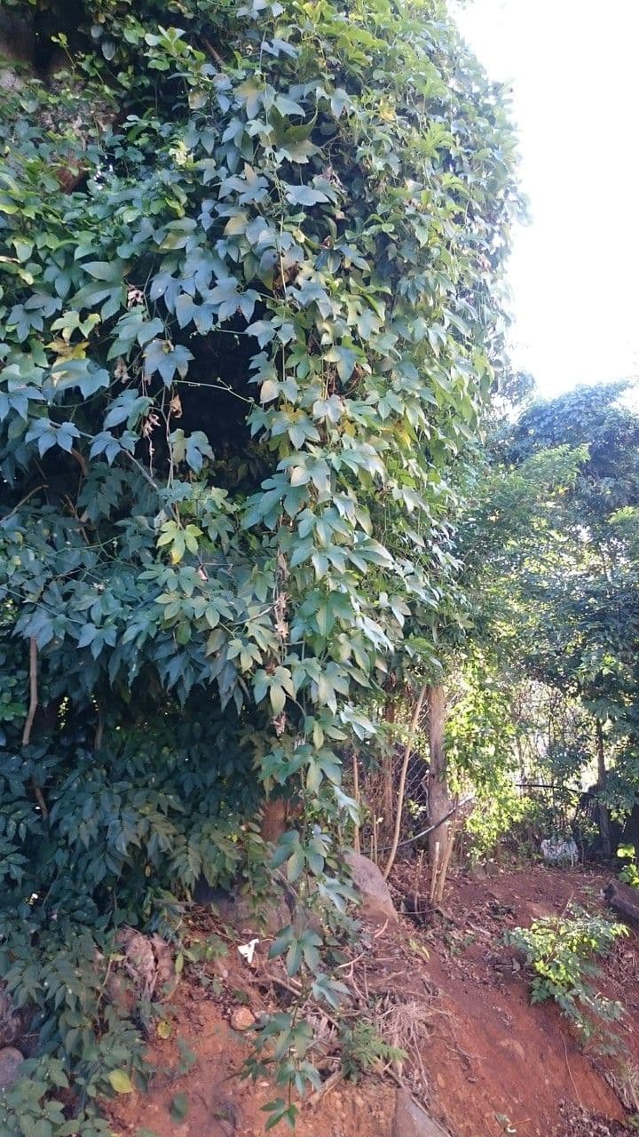Cayaponia 13