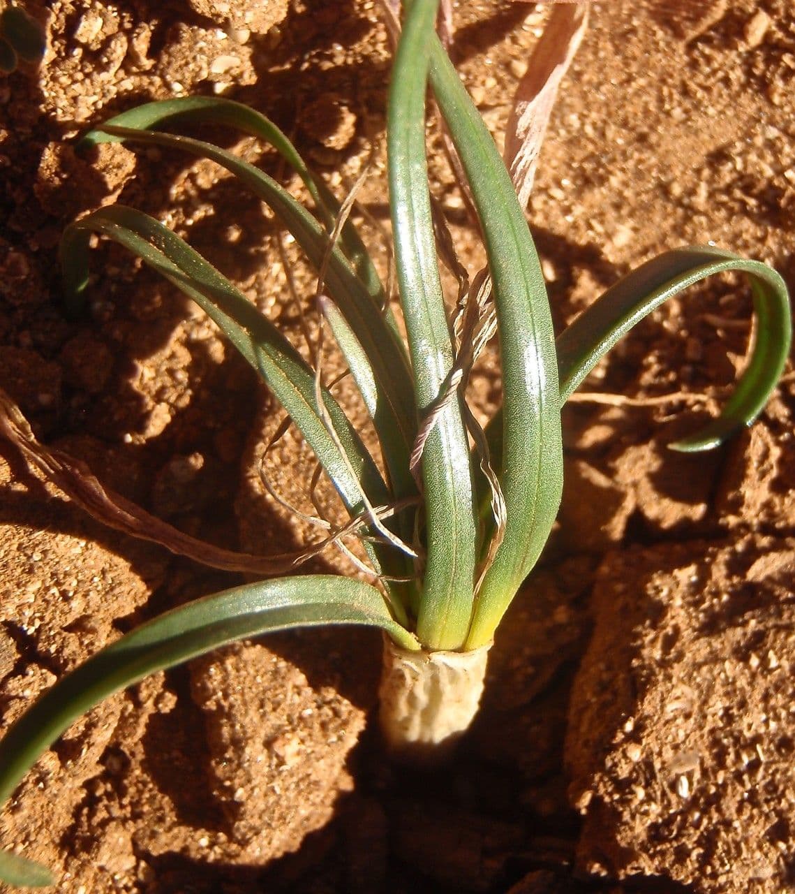 Colchico 6