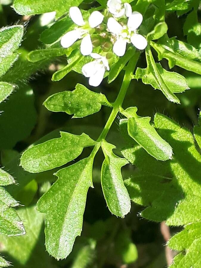 Cardamine flexueuse 17