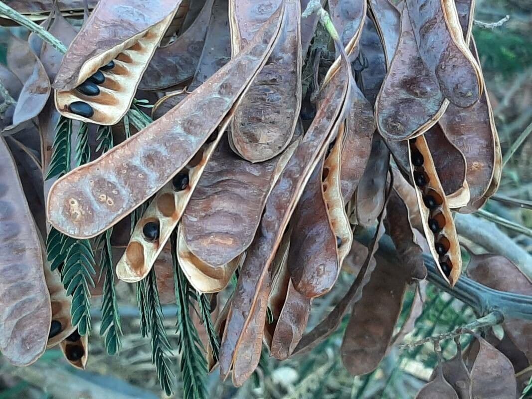Albizia australiana 2