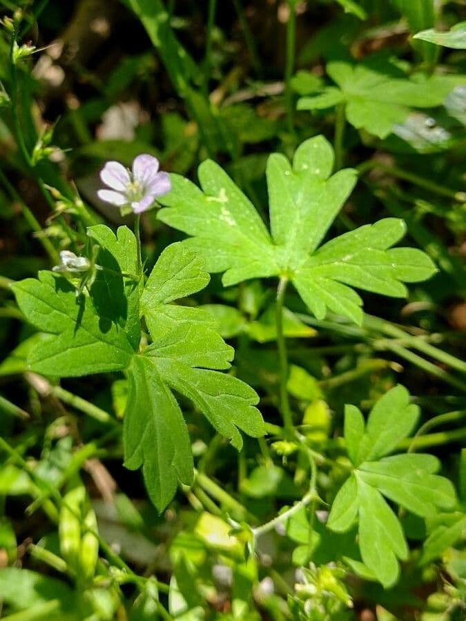 Géranium de Homean 13