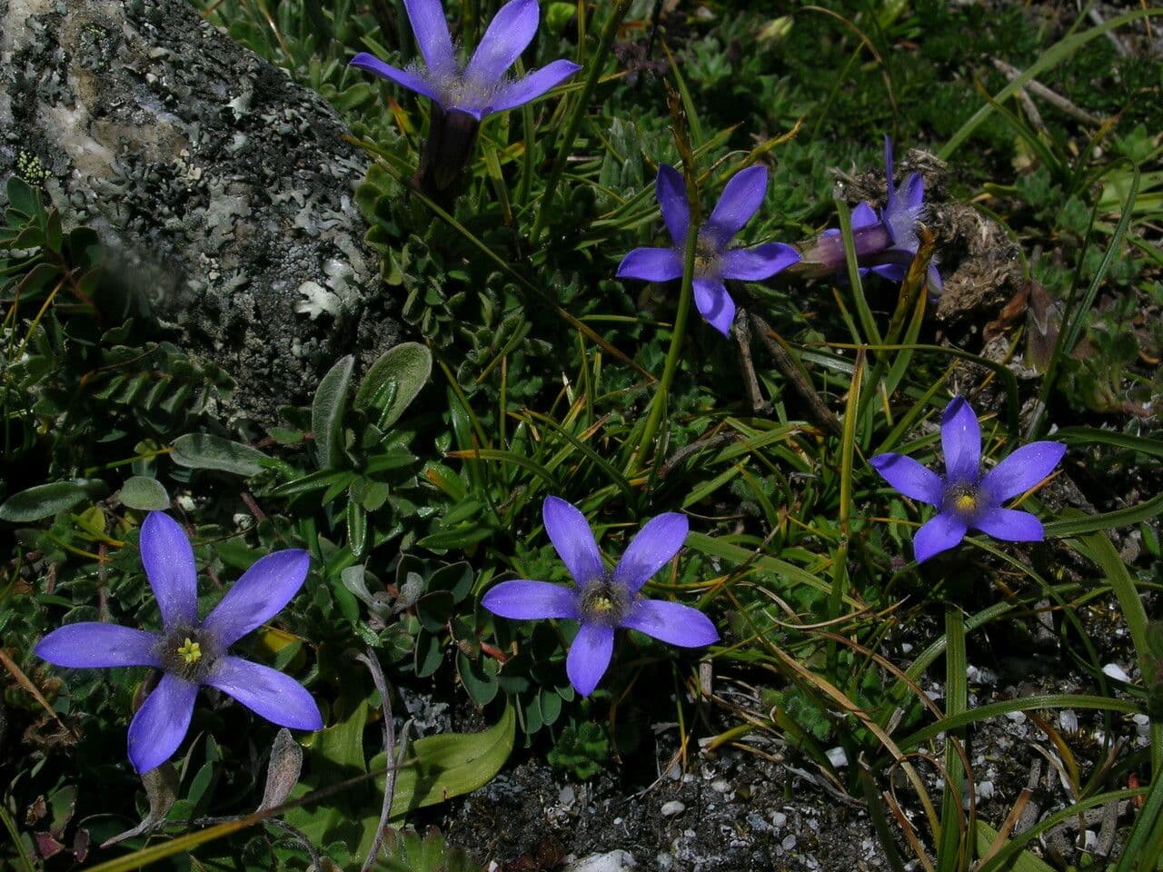 Cyananthus incanus 6